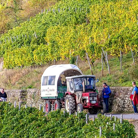 Tilda Im Haus Moselwelt 公寓 摩泽尔河畔的泽尔